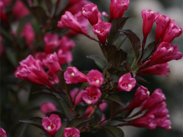 Krzewuszka cudowna 'Wine & Roses' Alexandra