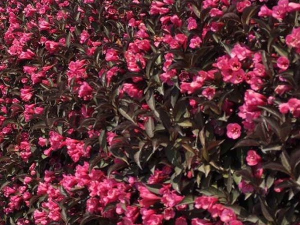 Krzewuszka cudowna 'Wine & Roses' Alexandra