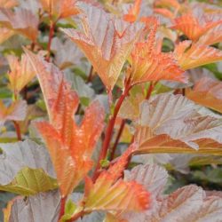 Pęcherznica kalinolistna DIABLE D'OR MINDIA - sadzonki