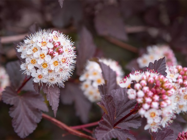 pecherznica-kalinolistna-diabolo-sadzonki-5-cc Pęcherznica kalinolistna DIABOLO - sadzonki