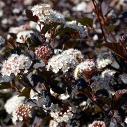 Pęcherznica kalinolistna DIABOLO - sadzonki
