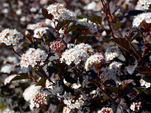 pecherznica-kalinolistna-diabolo-sadzonki-6-cc Pęcherznica kalinolistna DIABOLO - sadzonki