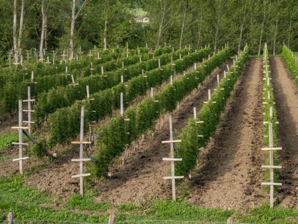Maliny w ogrodzie - sadzenie, uprawa i pielęgnacja