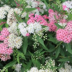 Tawuła japońska GENPEI - SHIROBANA - sadzonki