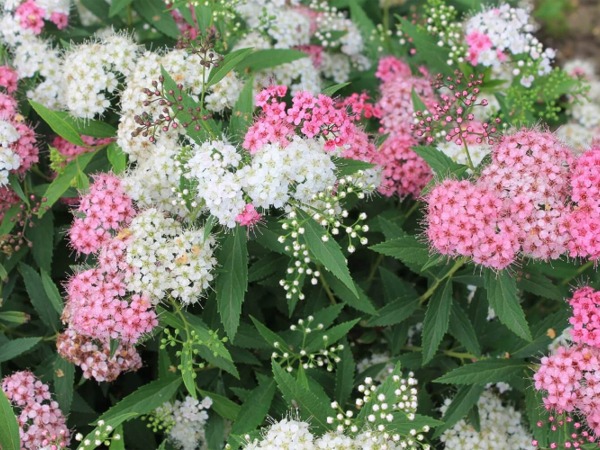 tawula-japonska-genpei-shirobana-sadzonki-3 Tawuła japońska GENPEI - SHIROBANA - sadzonki