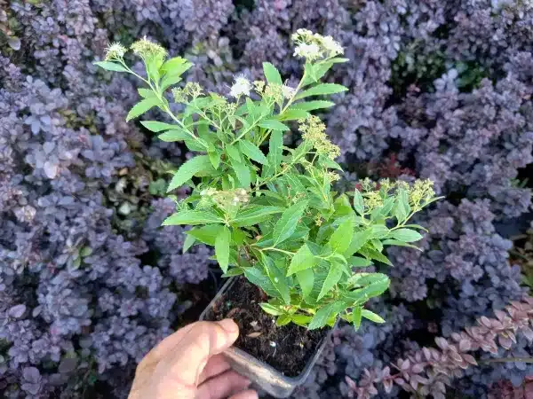 tawula-japonska-genpei-shirobana-sadzonki-w-doniczkach-p9 Tawuła japońska GENPEI 'Shirobana' - sadzonki w doniczkach P9