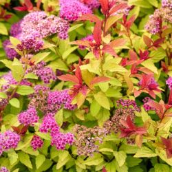 Tawuła japońska MAGIC CARPET - sadzonki