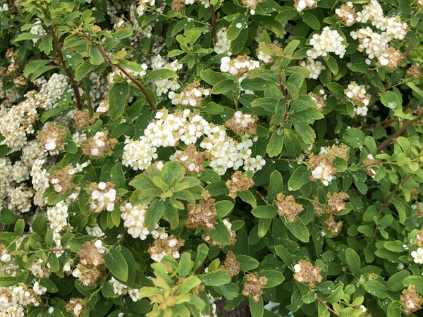 tawula-nipponska-halward-s-silver-sadzonki-3 Tawuła nippońska HALWARD'S SILVER - sadzonki