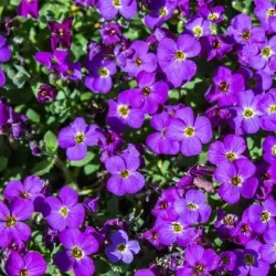 Żagwin ogrodowy AUDREY PURPLE - sadzonki P11