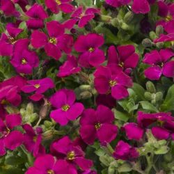 Żagwin ogrodowy AUDREY RED - sadzonki