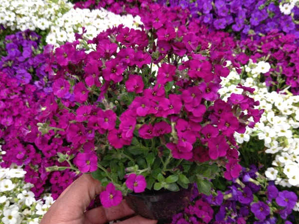 Żagwin ogrodowy AUDREY RED - sadzonki P11