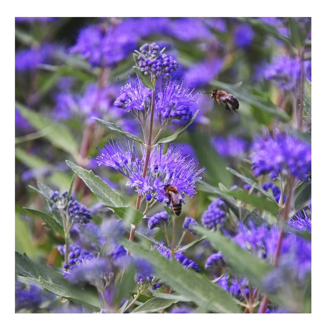 Barbula klandońska STERLING SILVER - miododajna