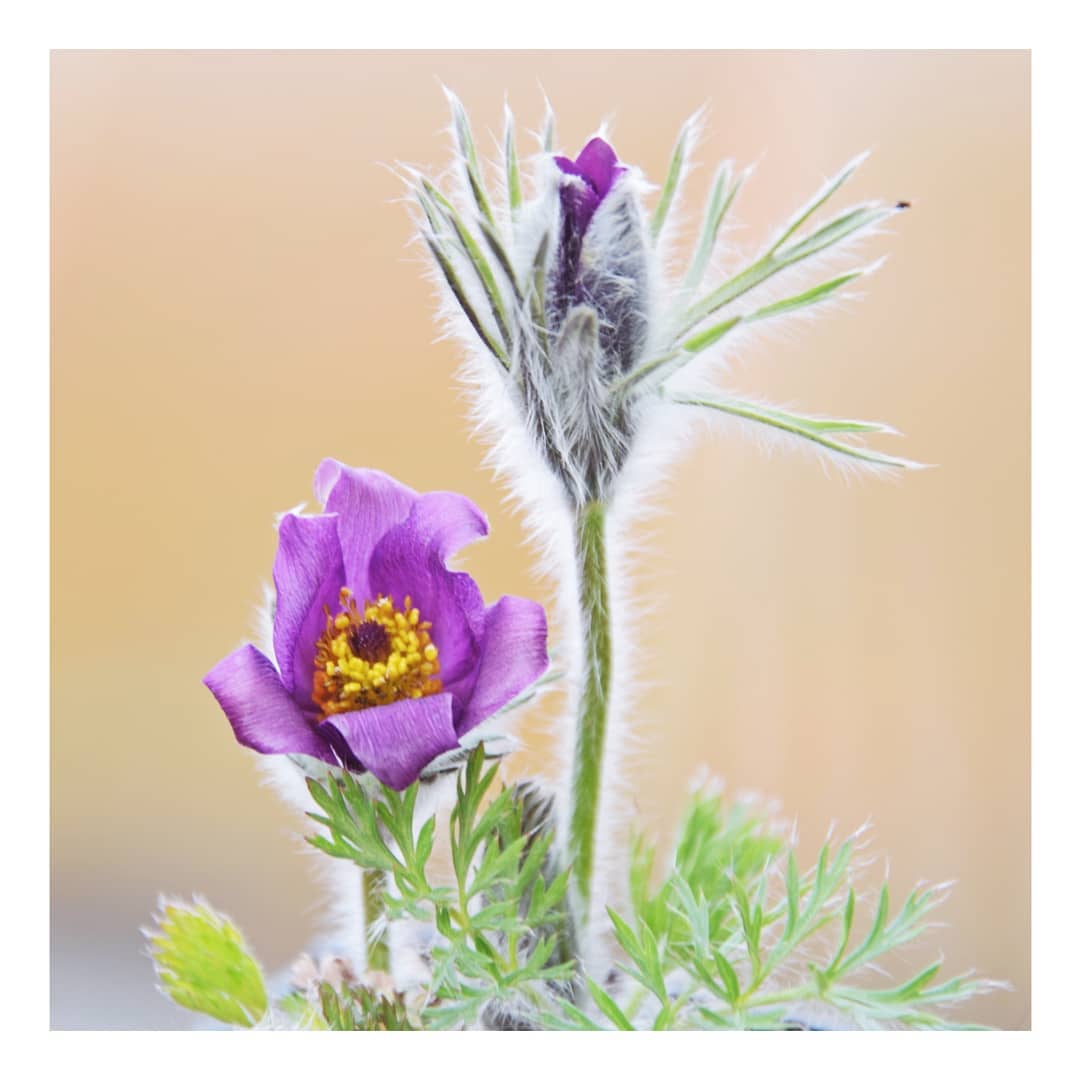 Sasanka zwyczajna PINWHELL BLUE