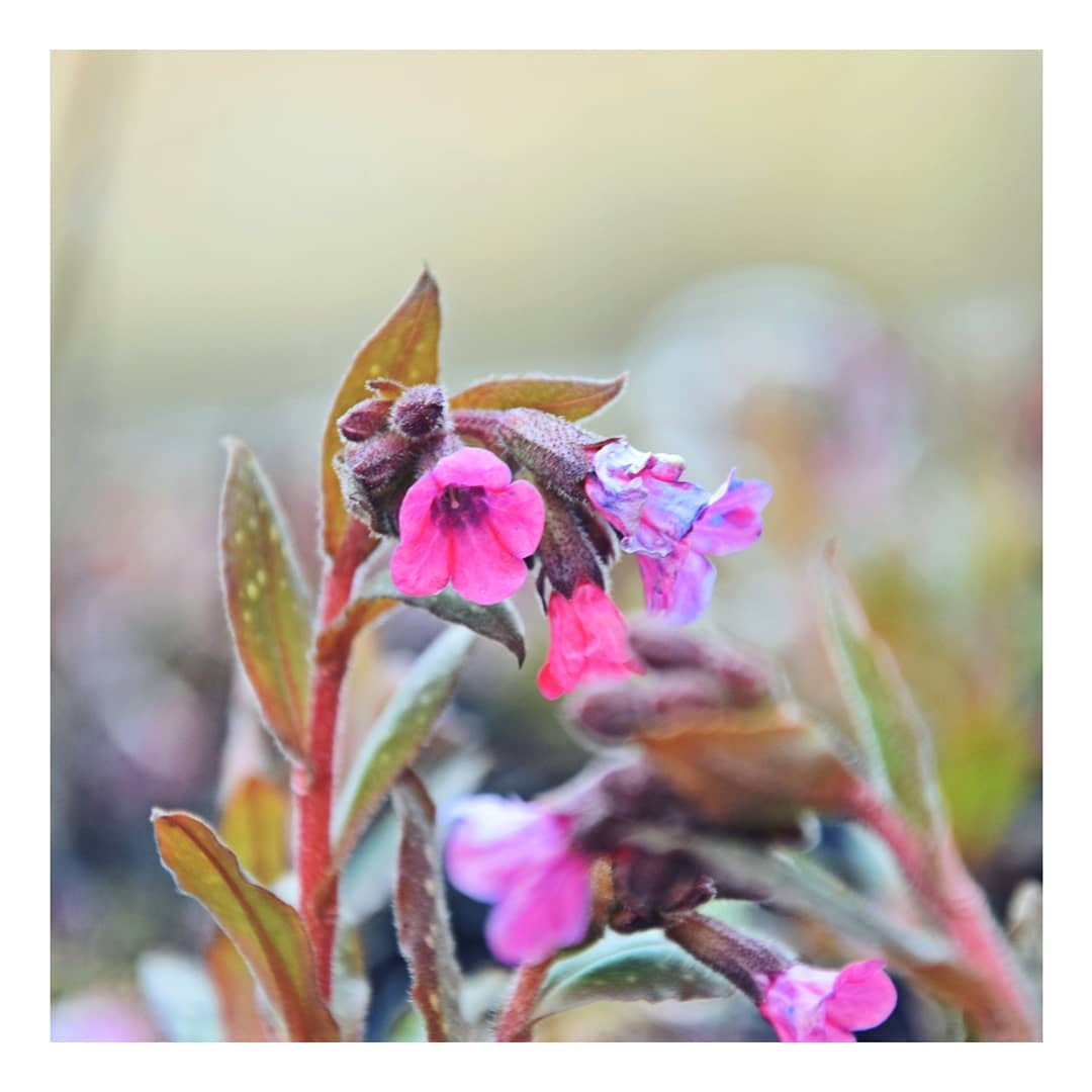 Miodunka plamista - sadzonki