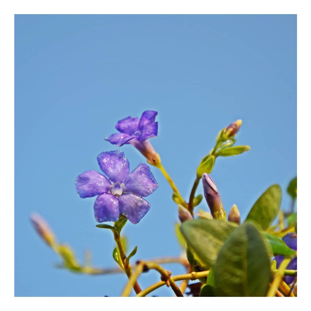 Barwinek pospolity - kwiat