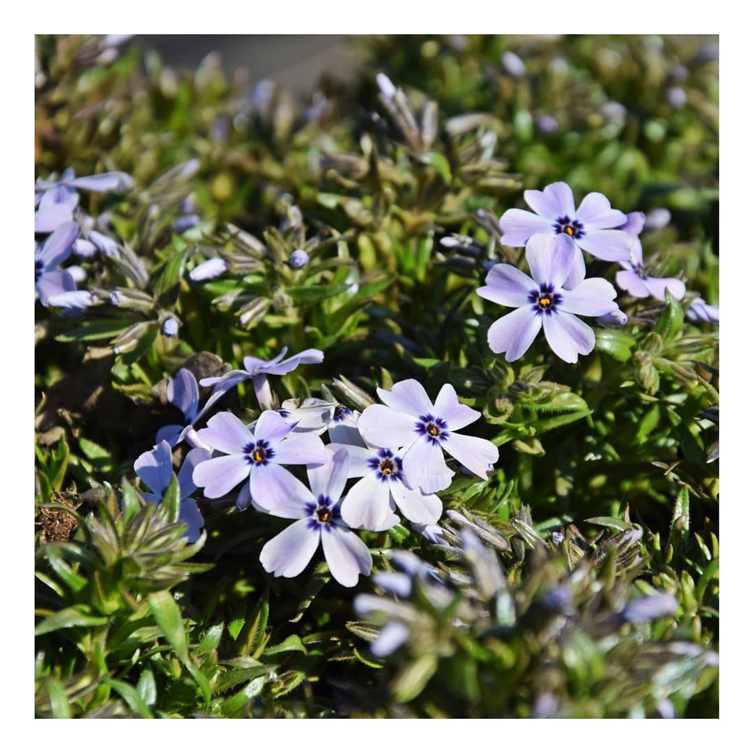 Flox szydlasty (phlox subulata) EARLY SPRING BLUE