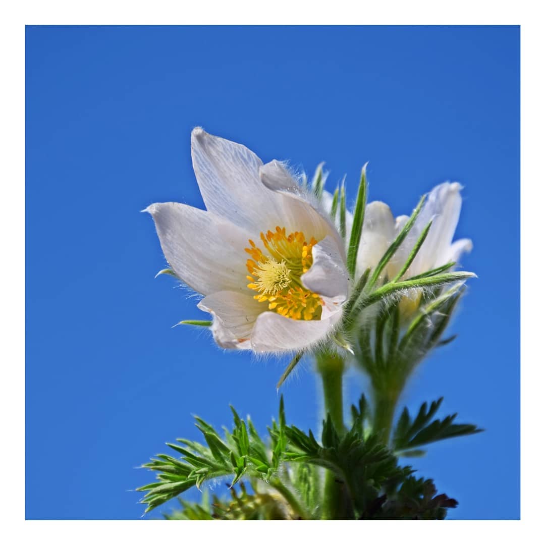 Sasanka zwyczajna PINWELL WHITE - kwiat