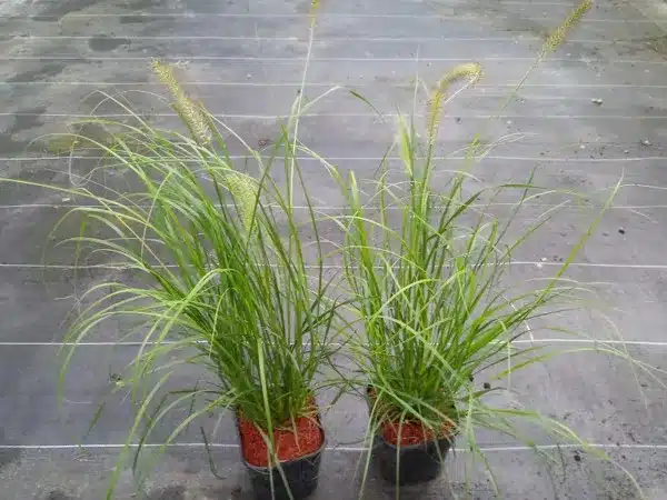 Rozplenica japońska HAMELN - sadzonki w doniczkach C2