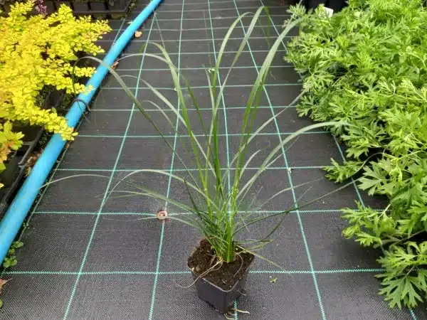 Rozplenica japońska HAMELN - sadzonki w doniczkach P9