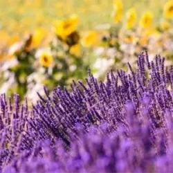 Wieloletnie byliny ogrodowe - sadzonki