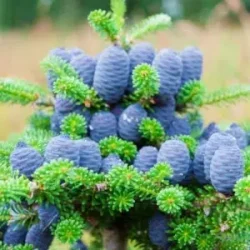 Drzewa i krzewy iglaste - sadzonki