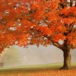 Drzewa ozdobne liściaste - sadzonki