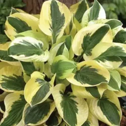 Funkia (hosta) BRIM CUP - sadzonki