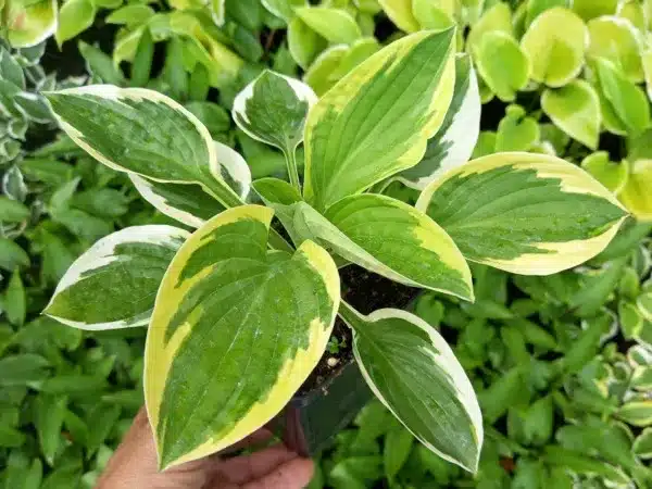 Funkia (Hosta) BRIM CUP - sadzonki w doniczkach P11