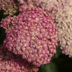 Krwawnik pospolity SKYSAIL BRIGHT PINK - sadzonki