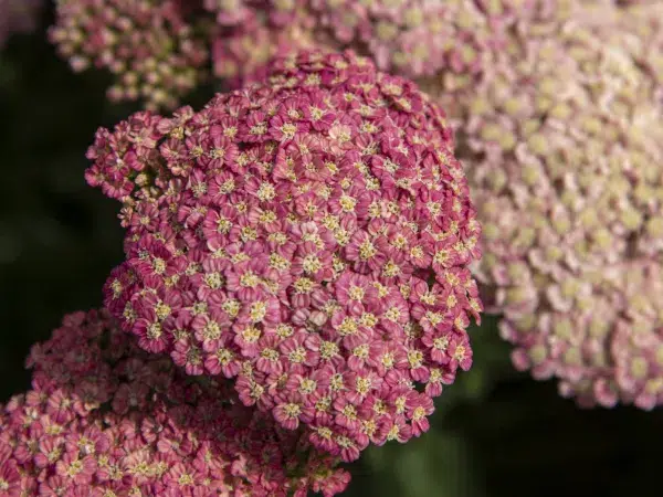 Krwawnik pospolity SKYSAIL BRIGHT PINK - sadzonki