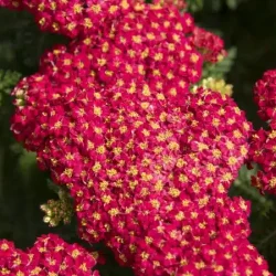 Krwawnik pospolity SKYSAIL FIRE - sadzonki