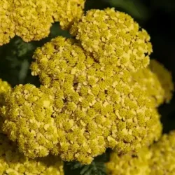 Krwawnik pospolity SKYSAIL YELLOW - sadzonki