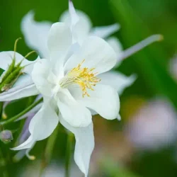 Orlik błękitny WHITE STAR - sadzonki w doniczkach