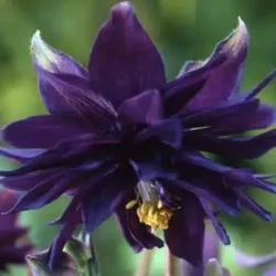 Orlik pospolity BLACK BARLOW - sadzonki w doniczkach