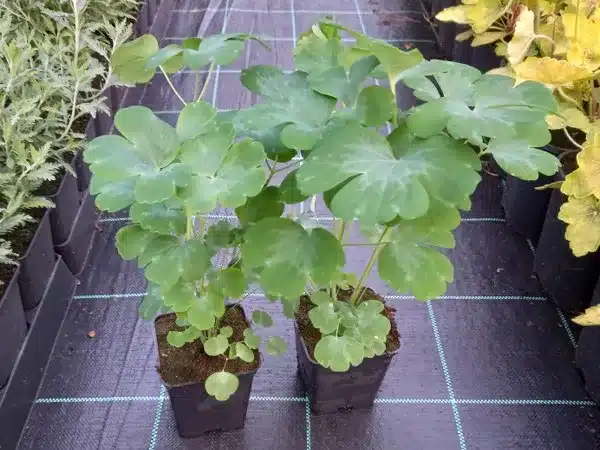 Orlik pospolity BLACK BARLOW - sadzonki w doniczkach P9