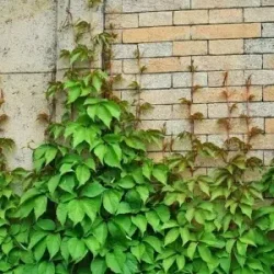 Rośliny pnące wieloletnie do ogrodu - sadzonki