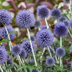 Przegorzan pospolity (Echinops ritro) miododajny - sadzonki
