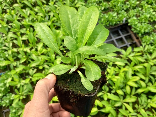 przegorzan-pospolity-miododajny-sadzonki-w-doniczkach-p9 Przegorzan pospolity - Sadzonki w doniczkach P9