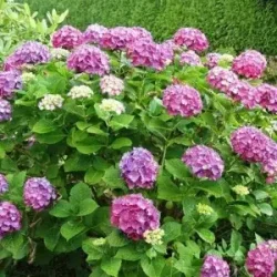 Rośliny krzewy liściaste do ogrodu - sadzonki