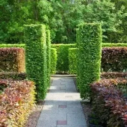 Rośliny na żywopłot liściasty iglasty - sadzonki