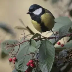 Rośliny przyjazne dla ptaków - sadzonki