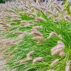 Rozplenica japońska MAGIC - sadzonki w doniczkach