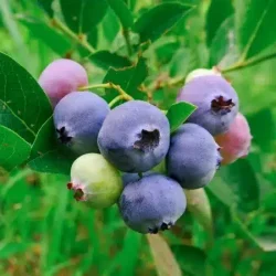 Borówka amerykańska LEGACY - sadzonki 3-letnie