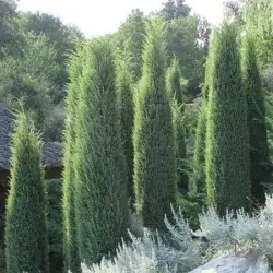 Jałowiec pospolity HIBERNICA - sadzonki w doniczkach