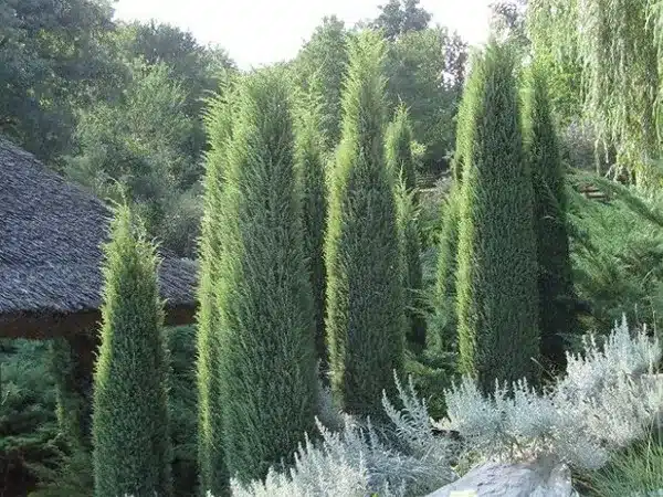 jalowiec-pospolity-hibernica-sadzonki-2 Jałowiec pospolity HIBERNICA - sadzonki w doniczkach