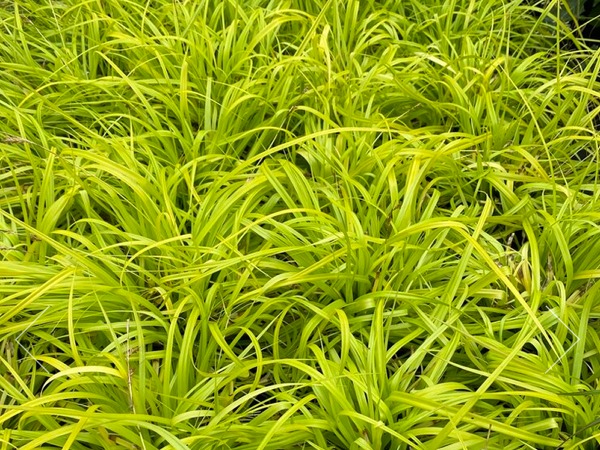 Turzyca oszimska EVERILLO - sadzonki w doniczkach