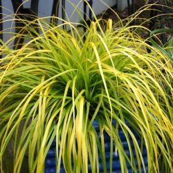 Turzyca oszimska EVERILLO - sadzonki w doniczkach