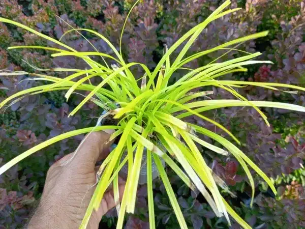 Turzyca oszimska EVERILLO - sadzonki w doniczkach P9