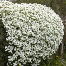 Żagwin ogrodowy REGADO WHITE - sadzonki w doniczkach