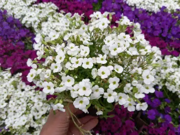 Żagwin ogrodowy REGADO WHITE - sadzonki P11